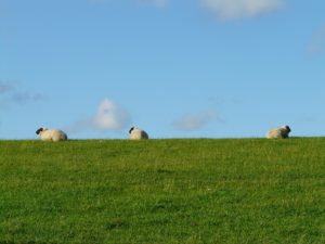 sheep-57735_1920